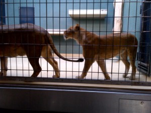 Waiting for their slab of meat, a bone to chew on, and a white rat....