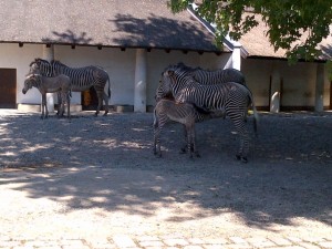 Zebra's!