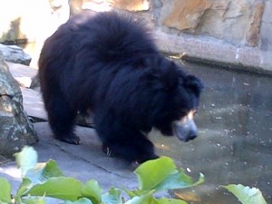 Big Sloth Bear