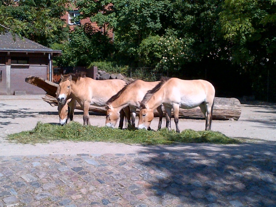 Wild Australian Ponies