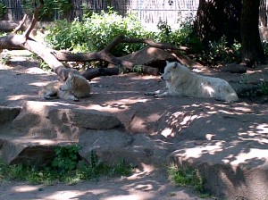 Wolf pack!