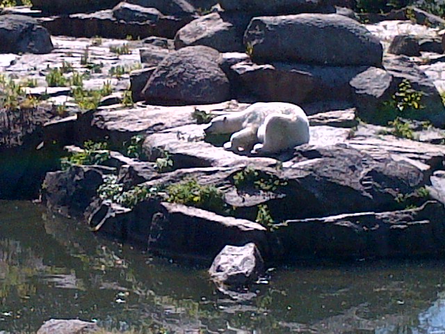 Polar Bear sunning himself.