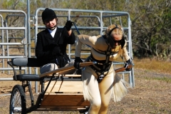 Central Texas Kink Pony Jamboree 2008