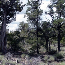 Photography by subMissAnn  The Grand Canyon   Sunday  8 August 2010