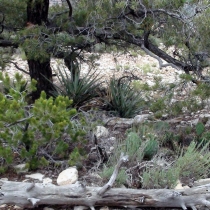 Photography by subMissAnn  The Grand Canyon   Sunday  8 August 2010