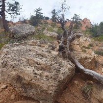 brycecanyon028faeryland