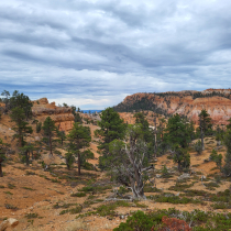 Bryce Canyon National Park:  Fairyland Loop 004