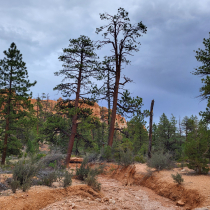 Bryce Canyon National Park: The Queen's Garden 04