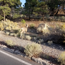 Grand Canyon 2021 Birthday Celebration 34