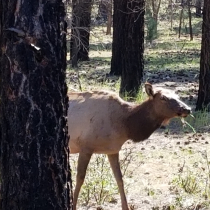 Grand Canyon 2021 Birthday Celebration 80