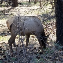 Grand Canyon 2021 Birthday Celebration 81