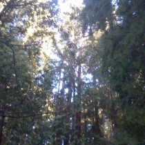 Muir Woods 16