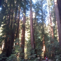 Muir Woods 19