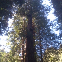 Muir Woods 18