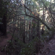 Muir Woods 02