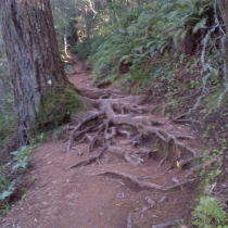 Muir Woods 07