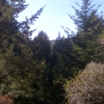 Muir Woods 08