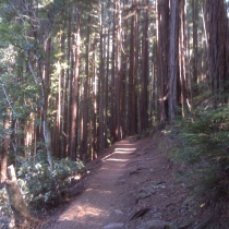 Muir Woods 06