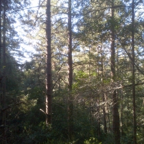 Muir Woods 15