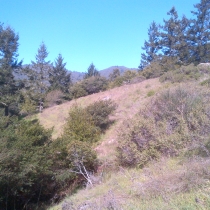 Muir Woods 12