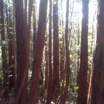 Muir Woods 11