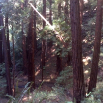 Muir Woods 10