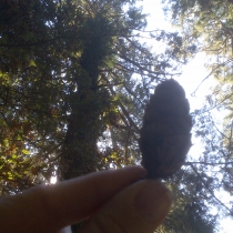 Muir Woods 09