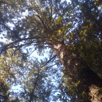 Muir Woods 05