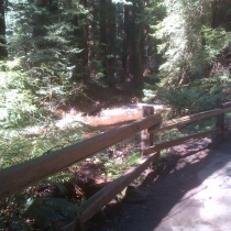 Muir Woods 03