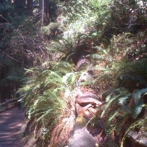 Muir Woods 21