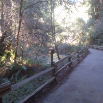 Muir Woods 22