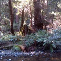 Muir Woods 23