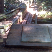 Muir Woods 25