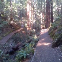 Muir Woods 26