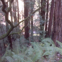 Muir Woods 27