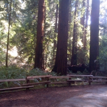 Muir Woods 28