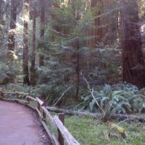 Muir Woods 29