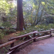 Muir Woods 30