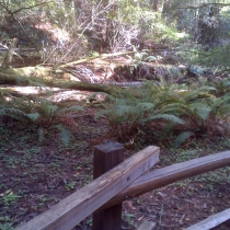 Muir Woods 31