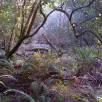 Muir Woods 32