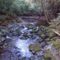 Muir Woods 37