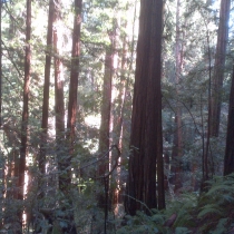 Muir Woods 41