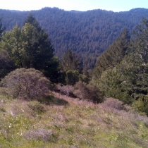 Muir Woods 44