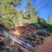 Deertrap Mountain via Steve Spring Trailhead 11