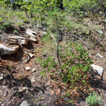 Deertrap Mountain via Steve Spring Trailhead 22