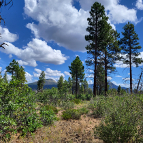 Deertrap Mountain via Steve Spring Trailhead 23