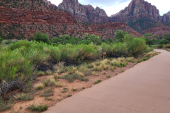 Zion National Park:  Pa'rus Trail 