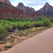 Zion National Park Pa'rus Trail 01