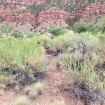 Zion National Park Pa'rus Trail 02