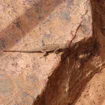 Zion National Park:  Overlook Trail  016